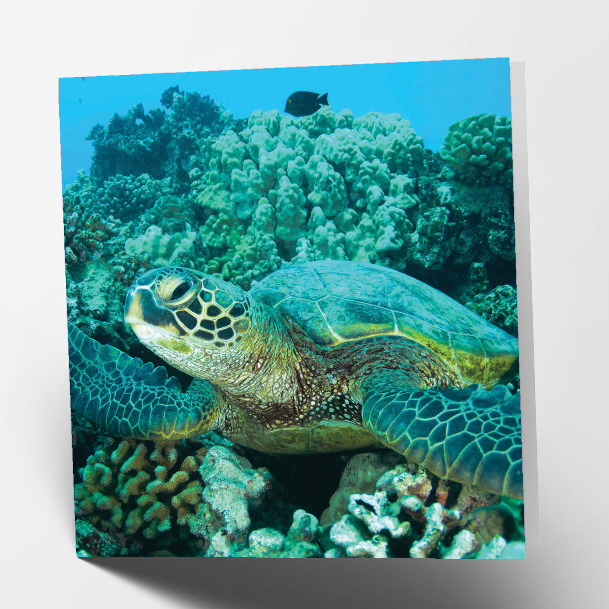 Sea Turtle Card