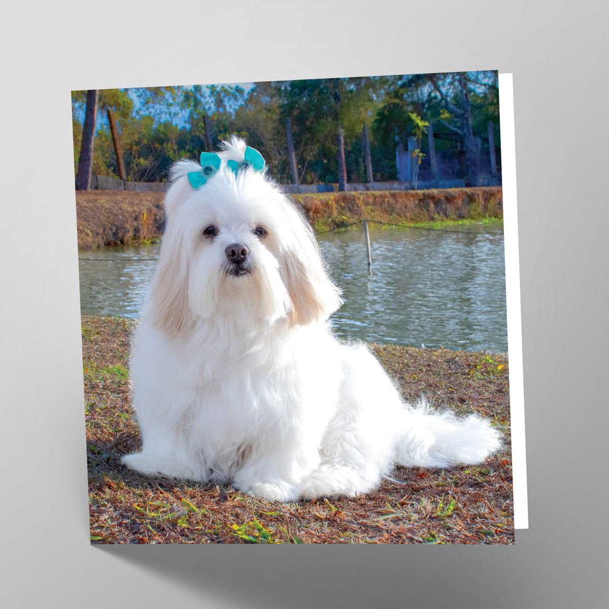 Lhasa Apso Card