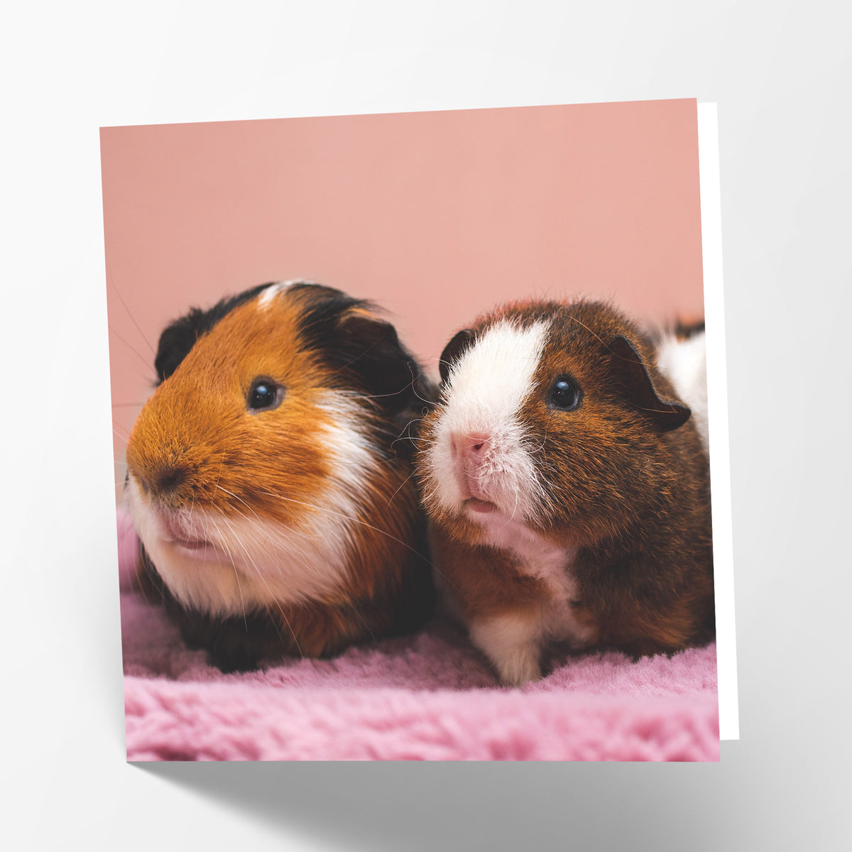 Guinea Pigs Card